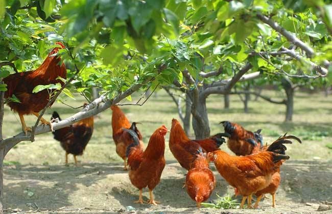 肉雞改溜達(dá)雞的飼養(yǎng)策略、投資前景與產(chǎn)業(yè)發(fā)展