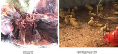 畜禽養(yǎng)殖戶注意防范這種毒素，您的養(yǎng)殖就成功了一半